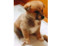 akita-puppies-for-sale-in-houston-tx-small-5