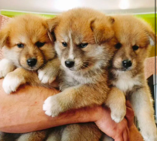 akita-puppies-for-sale-in-houston-tx-big-6