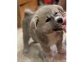 akita-puppies-for-sale-in-washington-ny-small-2