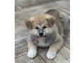 akita-puppies-for-sale-in-washington-ny-small-1