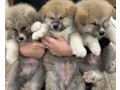 akita-puppies-for-sale-in-washington-ny-small-0