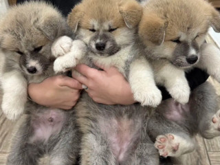 Akita Puppies for Sale in Washington, NY