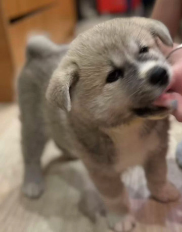 akita-puppies-for-sale-in-washington-ny-big-2