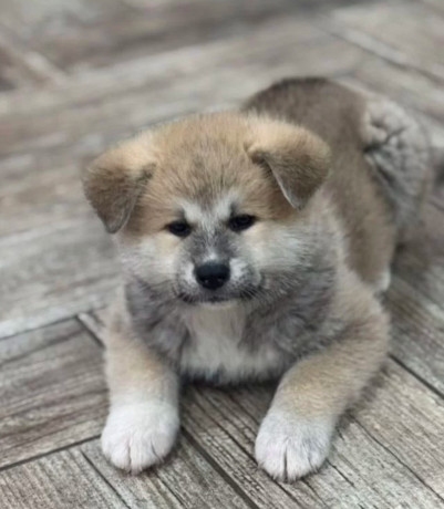 akita-puppies-for-sale-in-washington-ny-big-1