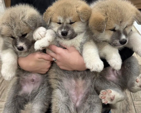 akita-puppies-for-sale-in-washington-ny-big-0