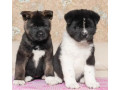 akita-puppies-for-sale-in-los-angeles-ca-small-7