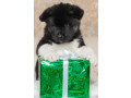 akita-puppies-for-sale-in-los-angeles-ca-small-5