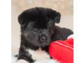 akita-puppies-for-sale-in-los-angeles-ca-small-11