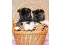 akita-puppies-for-sale-in-los-angeles-ca-small-0