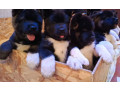 akita-puppies-for-sale-in-los-angeles-ca-small-2