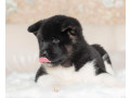 akita-puppies-for-sale-in-los-angeles-ca-small-10