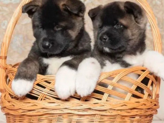 Akita Puppies for Sale in Los Angeles, CA