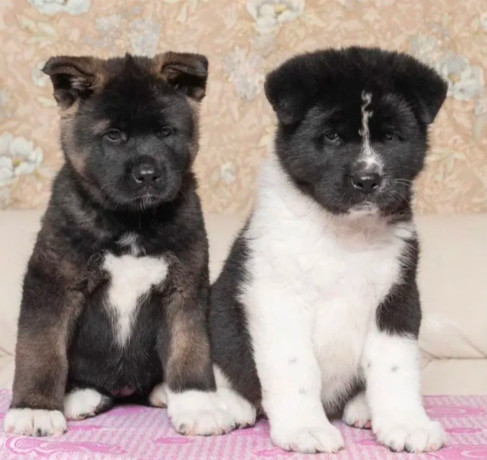 akita-puppies-for-sale-in-los-angeles-ca-big-7