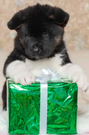 akita-puppies-for-sale-in-los-angeles-ca-big-5