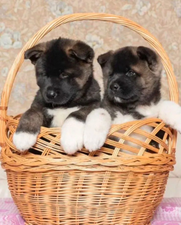 akita-puppies-for-sale-in-los-angeles-ca-big-0