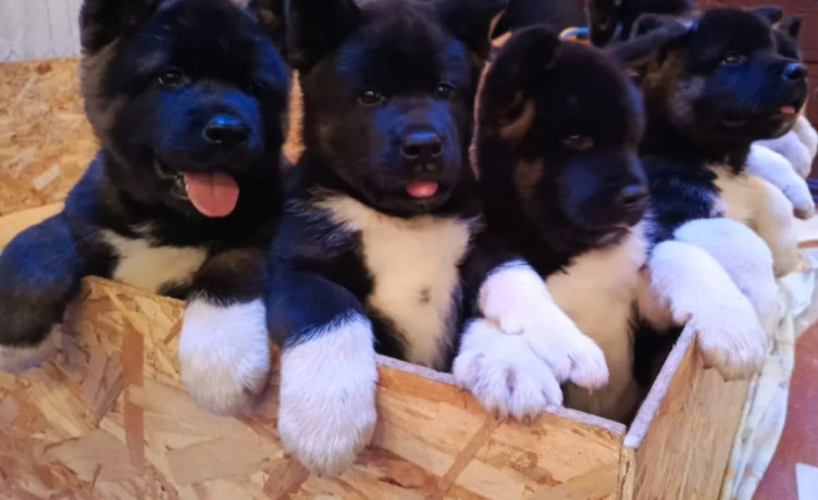 akita-puppies-for-sale-in-los-angeles-ca-big-2