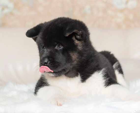 akita-puppies-for-sale-in-los-angeles-ca-big-10