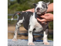 american-pocket-bully-puppies-for-sale-small-0