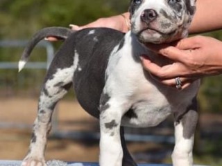 American Pocket Bully Puppies for Sale