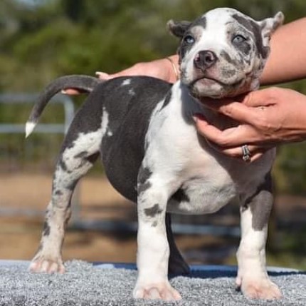 american-pocket-bully-puppies-for-sale-big-0