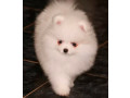 pomeranian-puppies-for-sale-in-richfield-mn-small-3