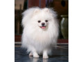 pomeranian-puppies-for-sale-in-richfield-mn-small-2