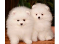 pomeranian-puppies-for-sale-in-richfield-mn-small-0