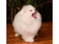 pomeranian-puppies-for-sale-in-richfield-mn-small-1