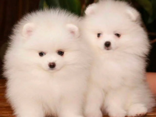 Pomeranian Puppies for Sale in Richfield, MN