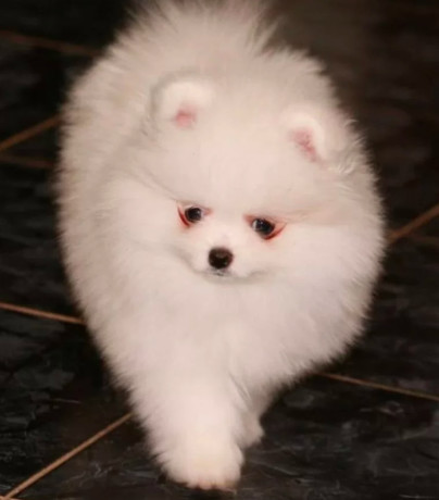 pomeranian-puppies-for-sale-in-richfield-mn-big-3