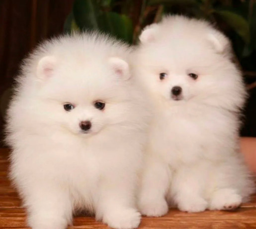 pomeranian-puppies-for-sale-in-richfield-mn-big-0