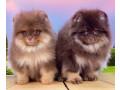 pomeranian-puppies-for-sale-in-jacksonville-fl-small-4