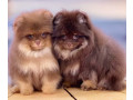 pomeranian-puppies-for-sale-in-jacksonville-fl-small-1