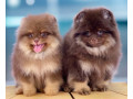 pomeranian-puppies-for-sale-in-jacksonville-fl-small-2