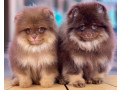 pomeranian-puppies-for-sale-in-jacksonville-fl-small-3