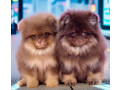 pomeranian-puppies-for-sale-in-jacksonville-fl-small-0