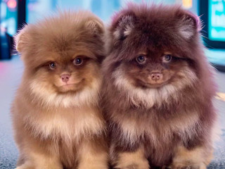 Pomeranian Puppies for Sale in Jacksonville, FL