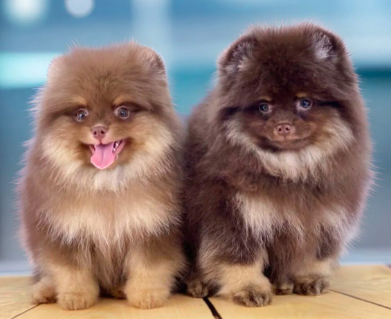 pomeranian-puppies-for-sale-in-jacksonville-fl-big-2