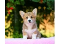 adorable-welsh-corgi-pembroke-puppies-for-sale-small-0