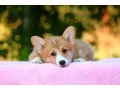 adorable-welsh-corgi-pembroke-puppies-for-sale-small-2