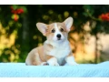 adorable-welsh-corgi-pembroke-puppies-for-sale-small-1