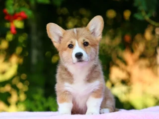 Adorable Welsh Corgi Pembroke Puppies for Sale!