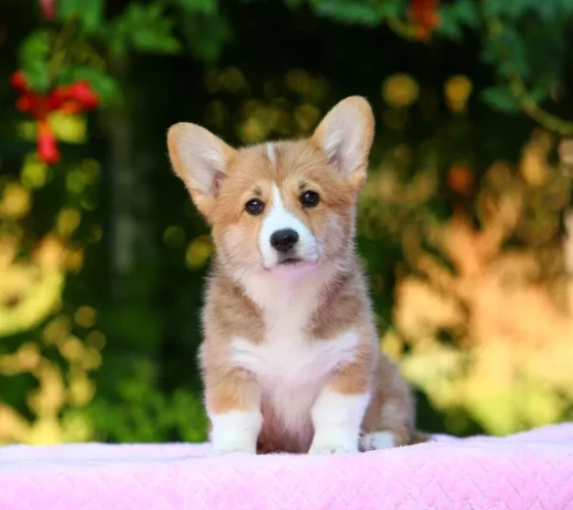 adorable-welsh-corgi-pembroke-puppies-for-sale-big-0