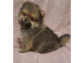 pomeranian-puppy-male-3-months-old-looking-for-a-home-in-queens-ny-small-0