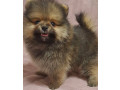 pomeranian-puppy-male-3-months-old-looking-for-a-home-in-queens-ny-small-3