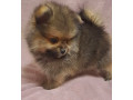 pomeranian-puppy-male-3-months-old-looking-for-a-home-in-queens-ny-small-2