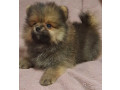 pomeranian-puppy-male-3-months-old-looking-for-a-home-in-queens-ny-small-4