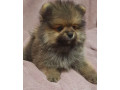 pomeranian-puppy-male-3-months-old-looking-for-a-home-in-queens-ny-small-1