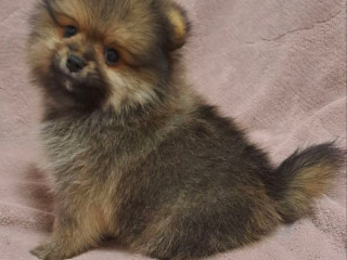 Pomeranian Puppy, Male, 3 Months Old Looking for a Home in Queens, NY