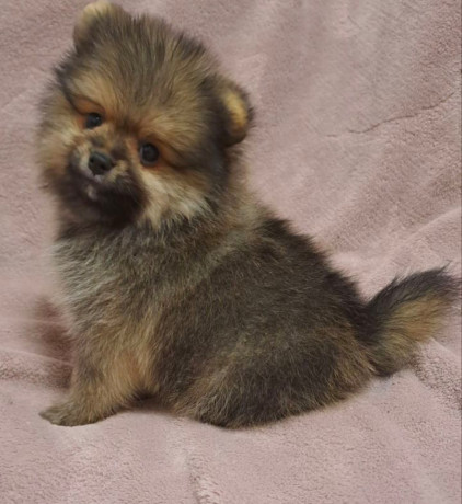 pomeranian-puppy-male-3-months-old-looking-for-a-home-in-queens-ny-big-0